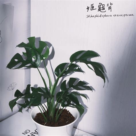 客廳:ybe7mx9zksm= 龜背芋|2024新年招財植物推薦！10種室內開運盆栽、客廳餐廳擺設位置。